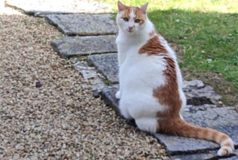 Vermisstmeldung Katze  Männliche , 12 jahre Ouistreham Frankreich