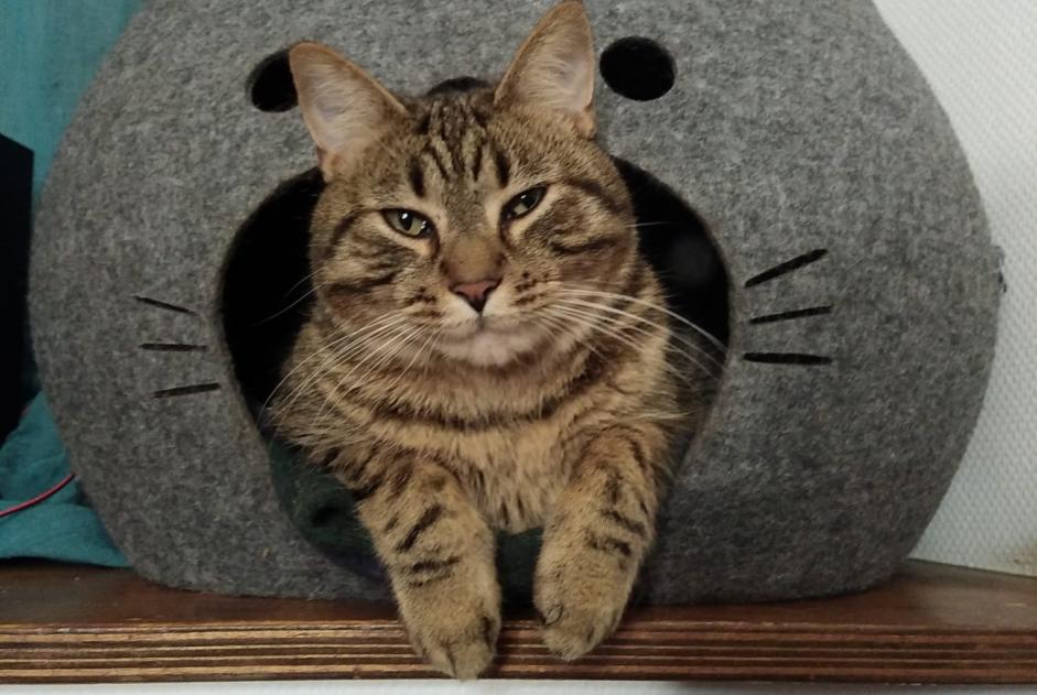 Vermisstmeldung Katze rassenmischung Männliche , 2 jahre Varaville Frankreich