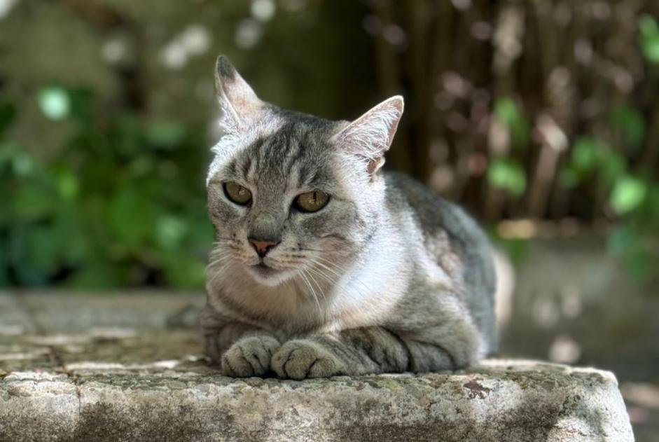 Vermisstmeldung Katze  Männliche , 11 jahre Carnoules Frankreich