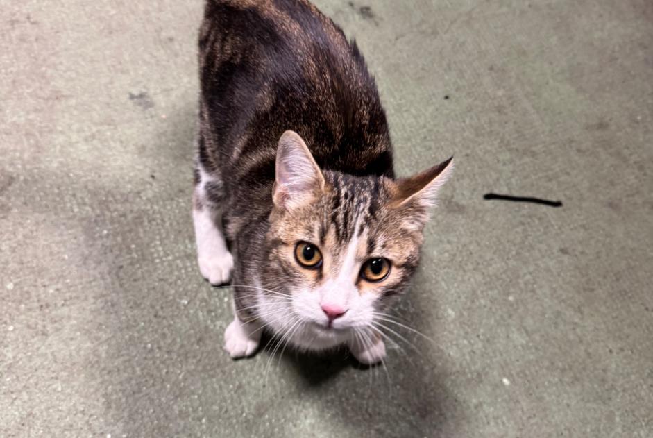 Discovery alert Cat Male , Between 7 and 9 months Saint-Nicolas-de-la-Grave France