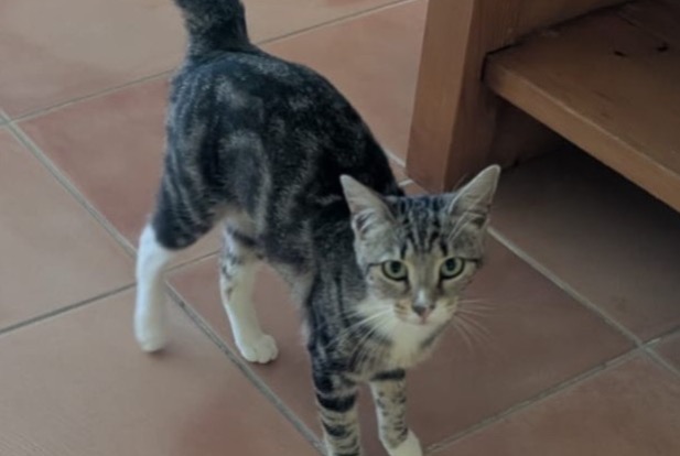 Disappearance alert Cat miscegenation Female , 1 years Isle France