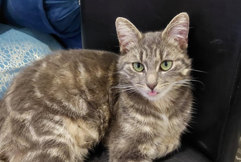 Alerta de Desaparición Gato Hembra , 1 años Colombelles Francia