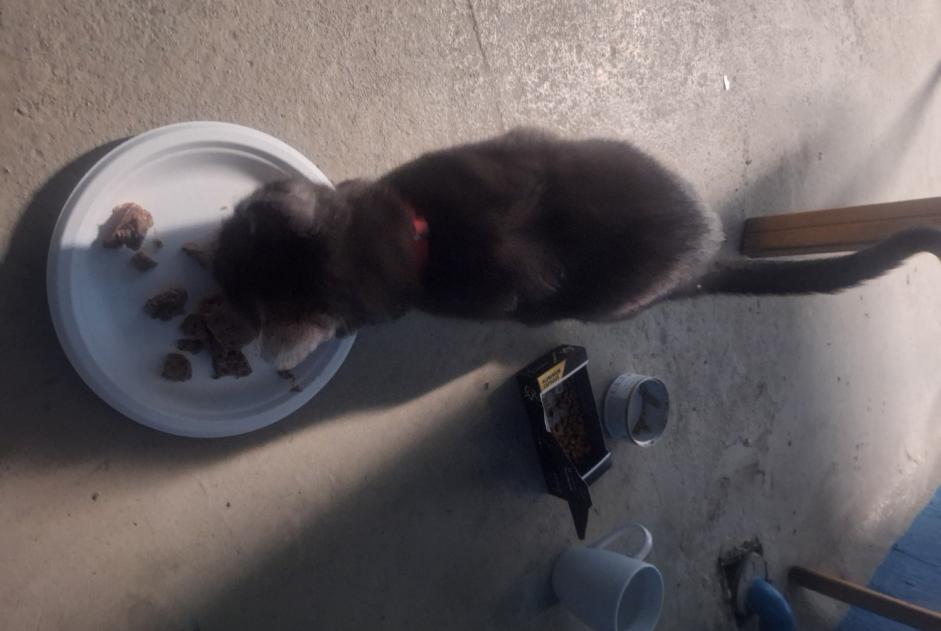 Alerta de Hallazgo Gato cruce Desconocido Mérignac Francia Alerta de Hallazgo Gato cruce Desconocido Mérignac Francia