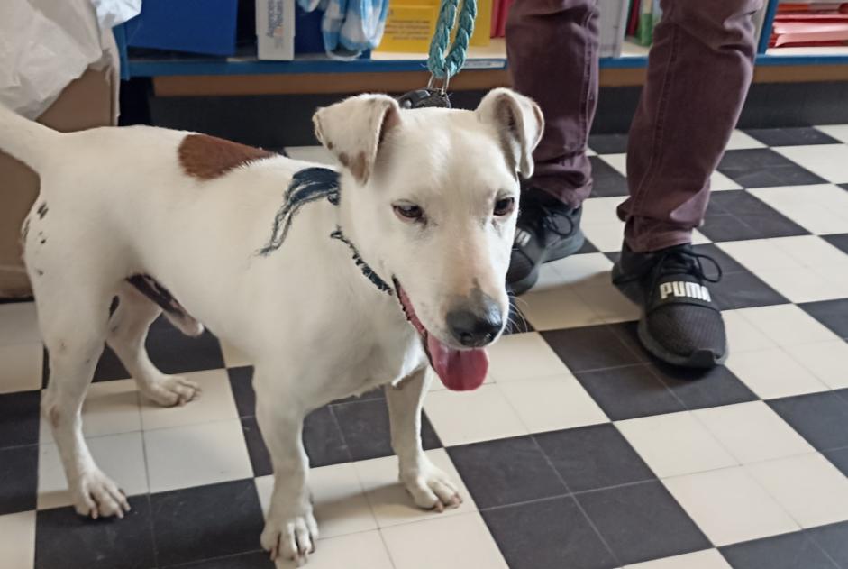 Alerta de Hallazgo Perro  Macho Dialan sur Chaîne Francia