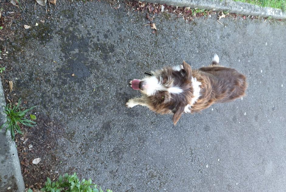 Alerta de Hallazgo Perro  Macho Cabourg Francia