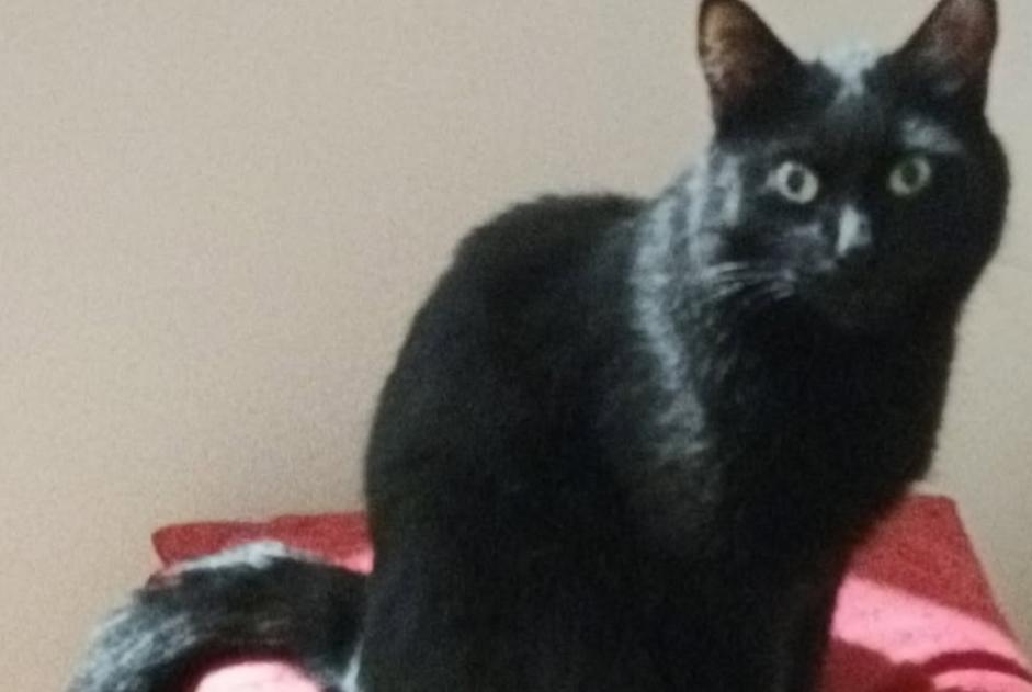 Alerte Disparition Chat Femelle , 3 ans Clécy France