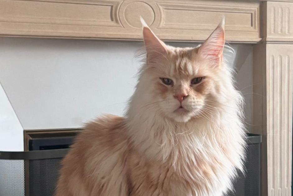 Alerte Disparition Chat Mâle , 4 ans Conty France Alerte Disparition Chat Mâle , 4 ans Conty France