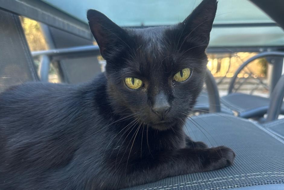 Alerte Découverte Chat Femelle Nîmes France Alerte Découverte Chat Femelle Nîmes France