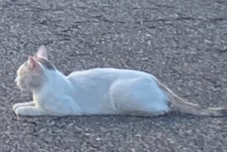 Alerte Découverte Chat Inconnu Onesse-Laharie France