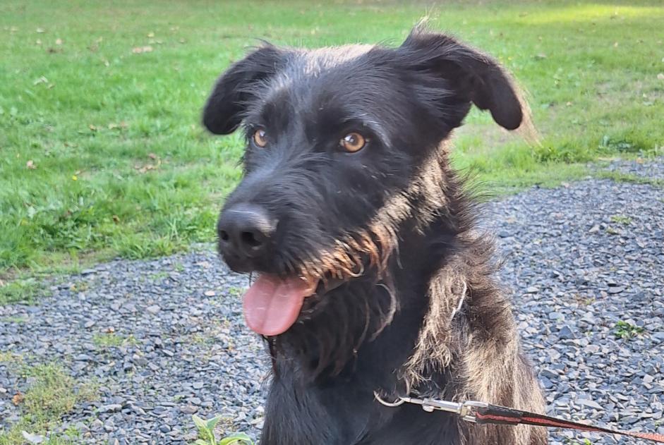 Alerte Découverte Chien Mâle Valdallière France