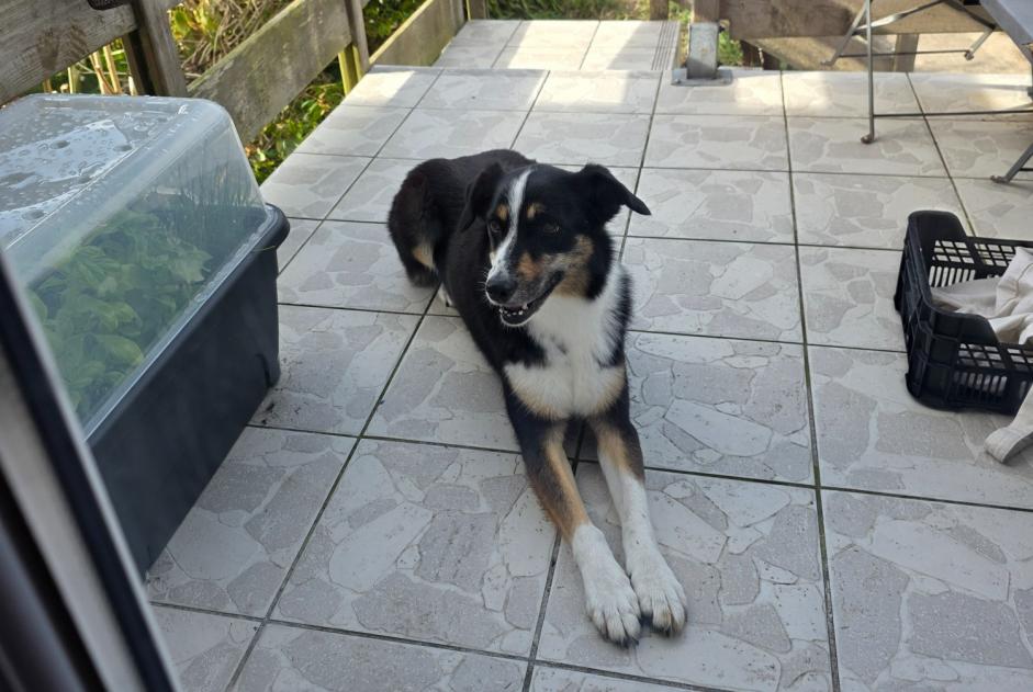 Alerte Découverte Chien Inconnu Cherbourg-en-Cotentin France