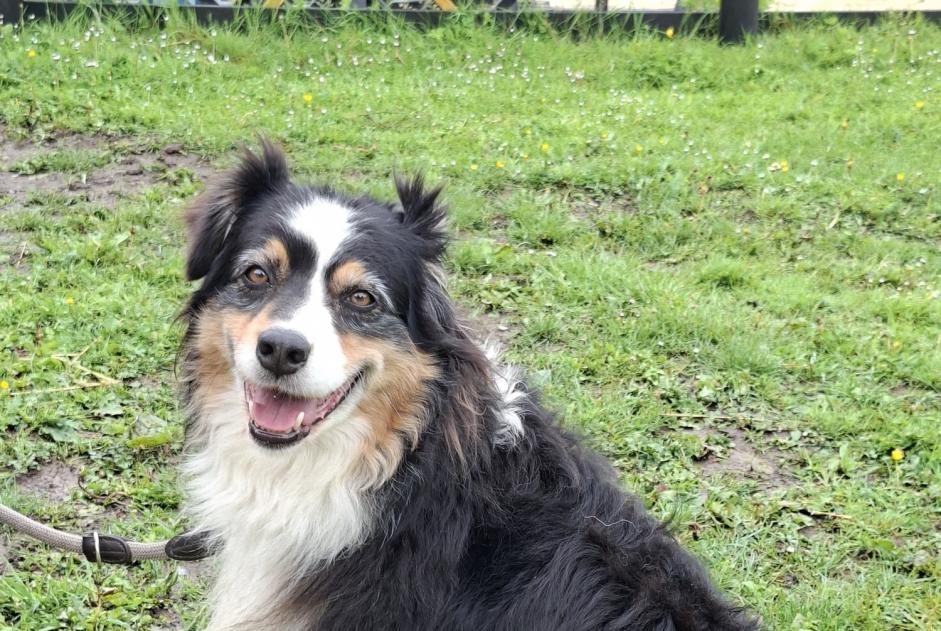 Avviso Ritrovamento Cane  Non conosciuta Juaye-Mondaye Francia