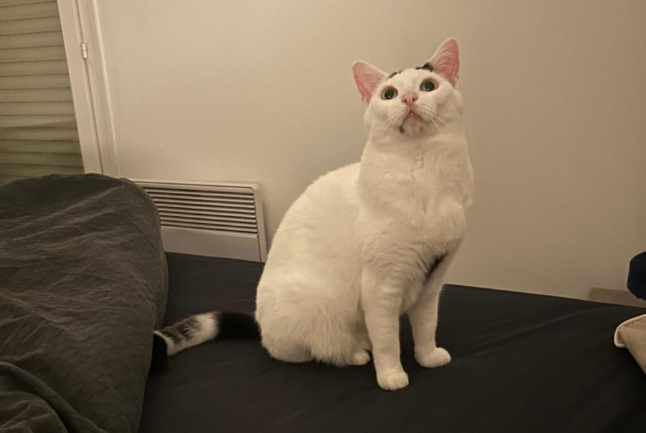 Avviso scomparsa Gatto Femmina , 7 anni Caen Francia
