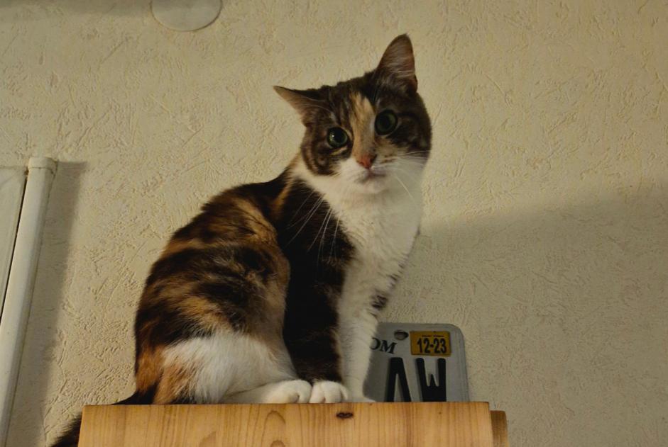 Avviso scomparsa Gatto Femmina , 3 anni Bayeux Francia