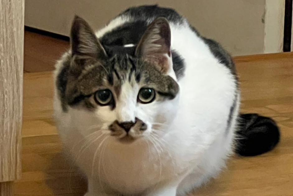Avviso scomparsa Gatto Maschio , 2 anni Orbec Francia Avviso scomparsa Gatto Maschio , 2 anni Orbec Francia
