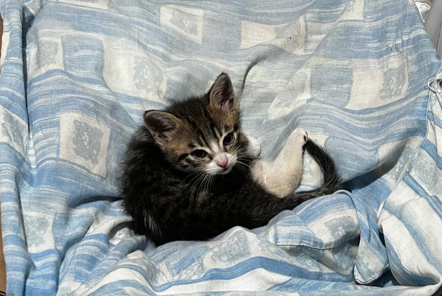 Avviso Ritrovamento Gatto Non conosciuta Commes Francia Avviso Ritrovamento Gatto Non conosciuta Commes Francia