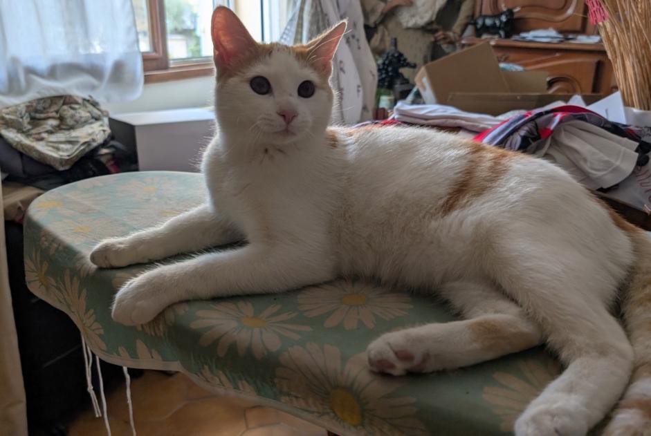 Avviso Ritrovamento Gatto Maschio Langlade Francia Avviso Ritrovamento Gatto Maschio Langlade Francia