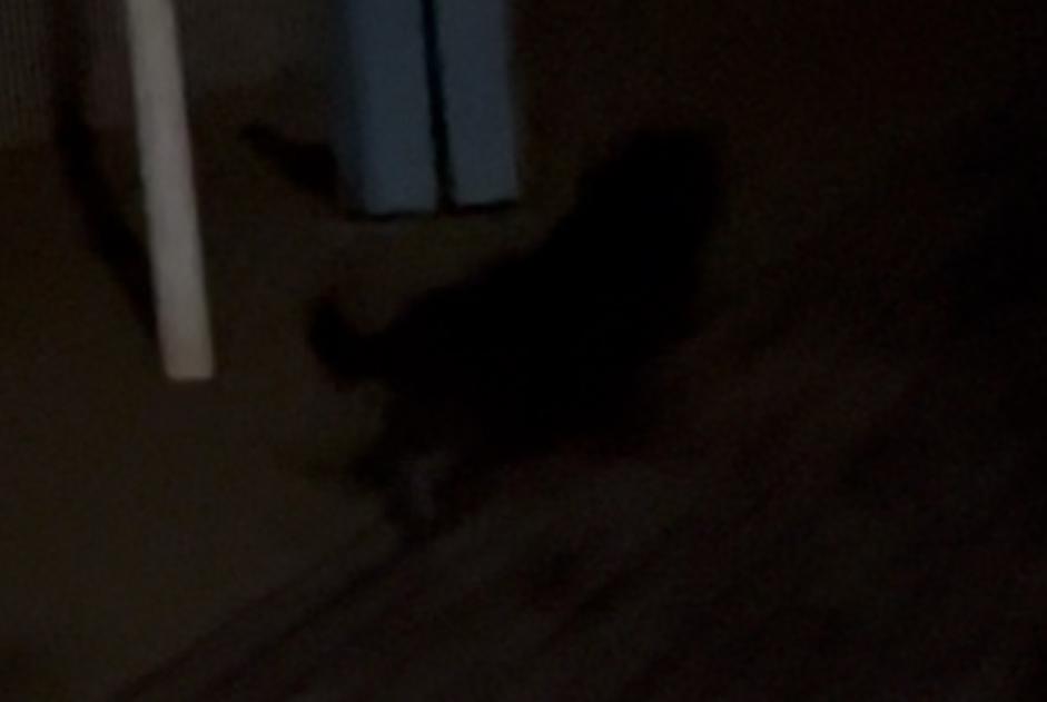 Ontdekkingsalarm Hond Onbekend Trouville-sur-Mer Frankrijk
