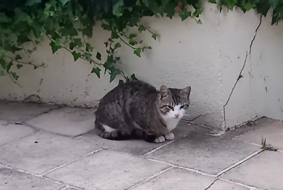 Ontdekkingsalarm Kat Onbekend Saint-Yrieix-sur-Charente Frankrijk
