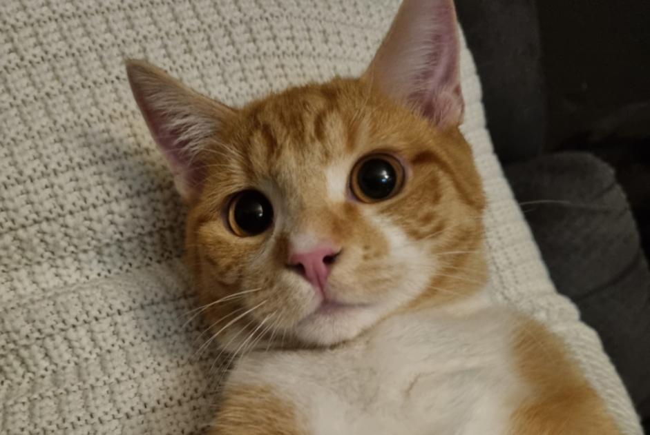 Alerta desaparecimento Gato Macho , 2 anos Montdidier France