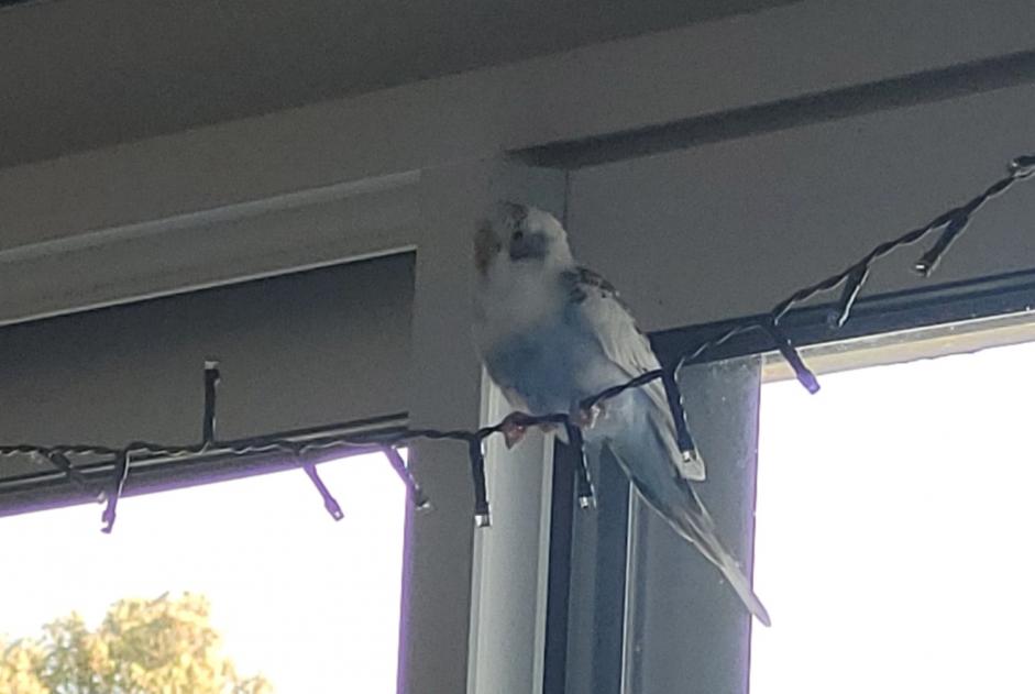 Alerta descoberta Pássaro Desconhecido Oudon France